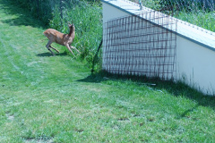 Tierrettung20250511_001